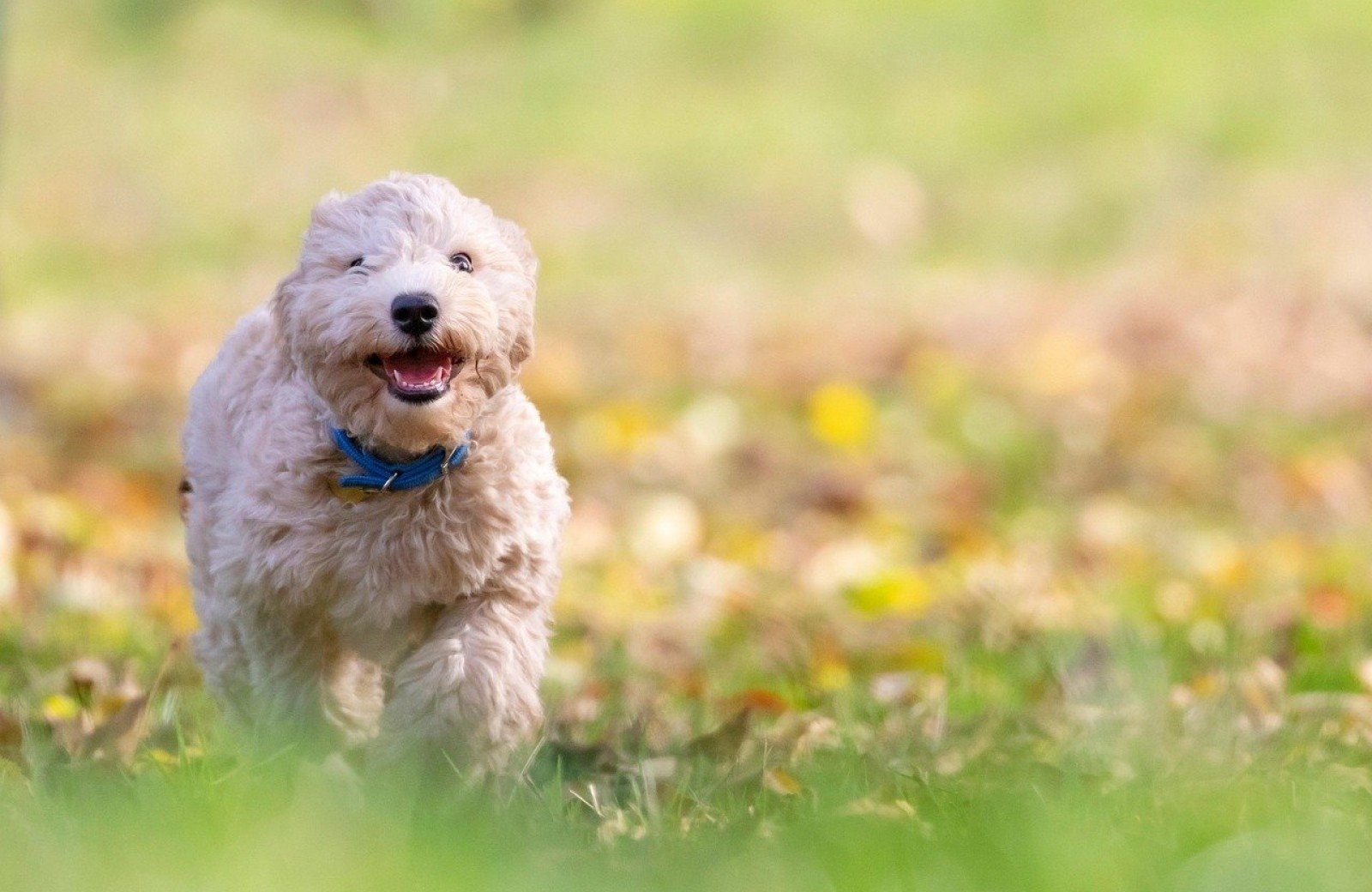 hund auf campingplatz nahe groningen