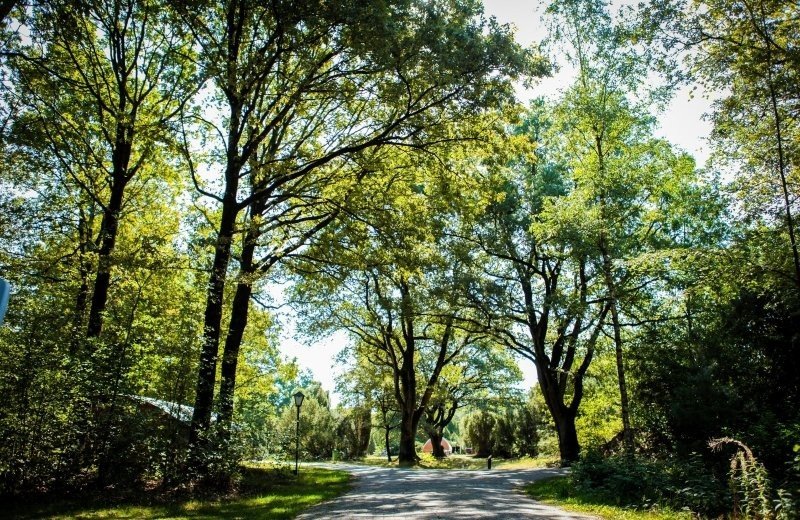 Natuurcamping drenthe met hond